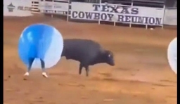Bull