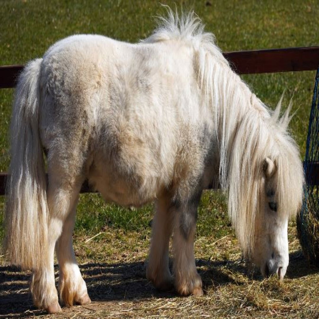 pony horse